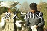 【熱】《老人與海鷗》讀后感