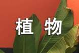 觀察植物的作文評語精選